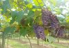 Produção de uva em Içara