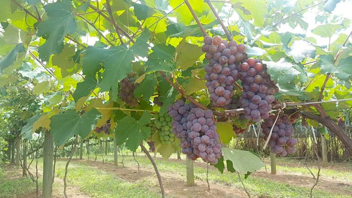 Produção de uva em Içara